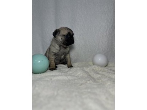 Pug (mops) a kalite ırk garantili yavrular