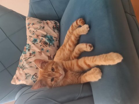 Fetih isimli kedimiz sahibini arıyor
