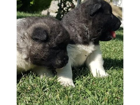 Safkan amerikan akita