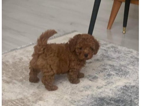 Kore anne babadan orjinal kore dişi poodle yavrular
