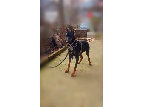King doberman yavrular