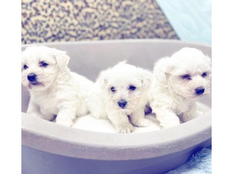 Safkan maltipoo yavrularım yeni yuvasını arıyor