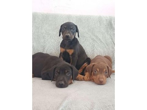 Sağlıklı doberman köpeği yavrular
