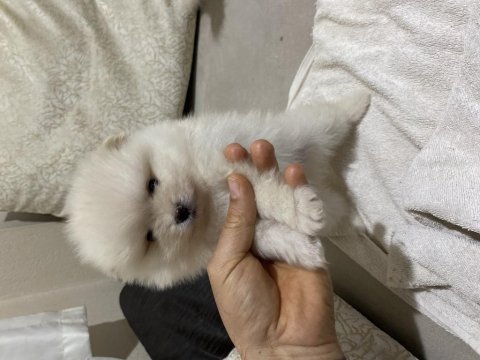 2 aylık pomeranian yavrular kaliteli