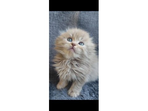 Scottish fold sıfır kulak