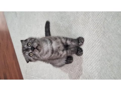 Scottish fold erkek bebeğimiz