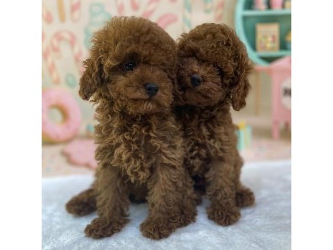 Teacup toy poodle