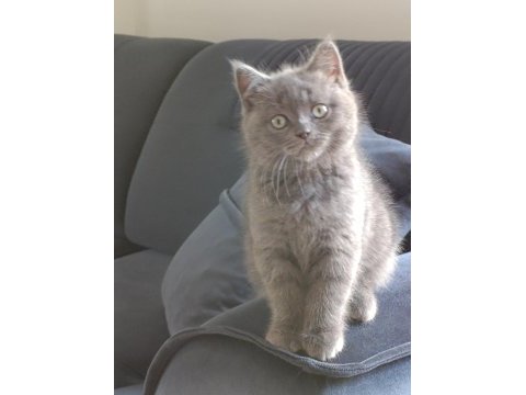 British shorthair 3 aylık