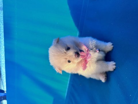 2 dişi ve 2 erkek pomeranian