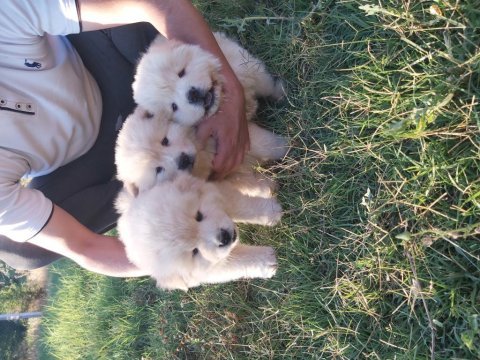 2 aylık aşı ve karnesi hazır dişi ve erkek pamuklar