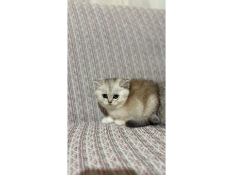 Kendi kedimin yavruları