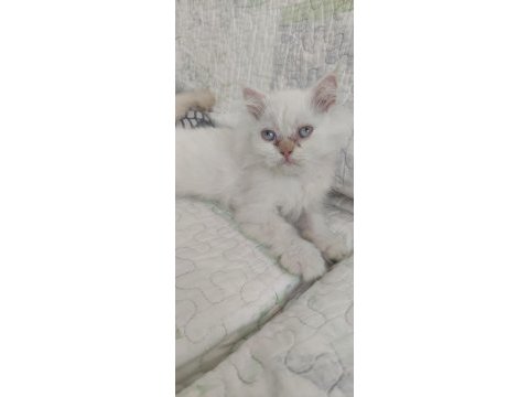 Beyaz british shorthair mavişler
