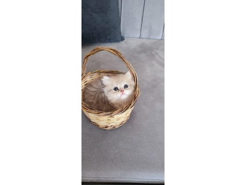 British longhair erkek