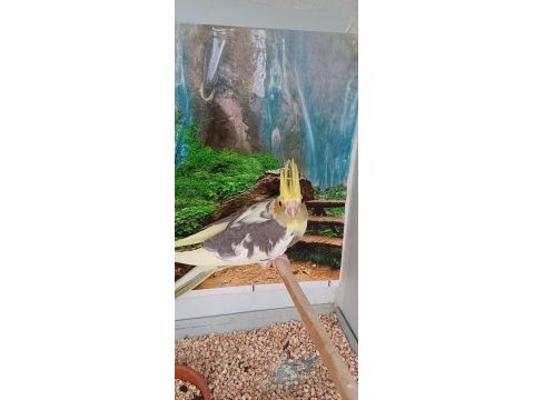 Hemen acil verilecek sultan papağanı yavru