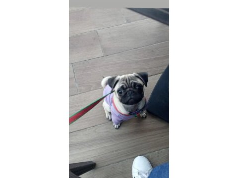 5 aylık dişi pug