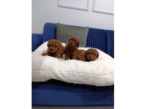 Lekesiz red brown kore toy poodle yavrular