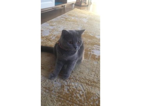 British shorthair dişi