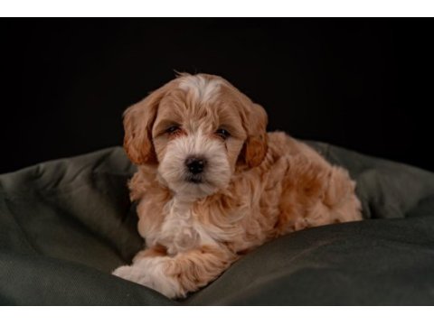 Maltipoo yavrular