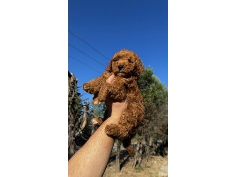 Wc eğitimli toy poodle yavrumuz yeni yuvasına hazır