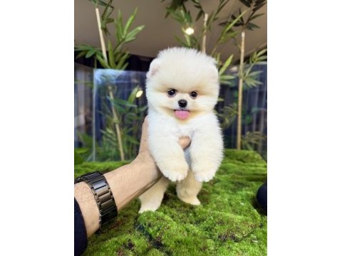 Ayı sürat pomeranian yavrular gelmiştir