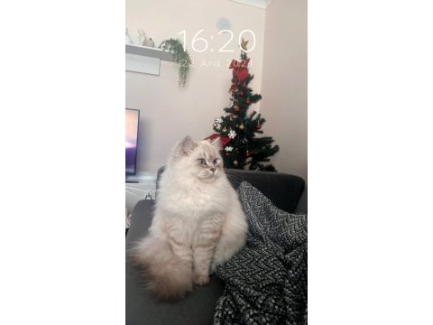 11 aylık british longhair