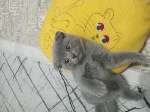 2 aylık scottish fold miniğim yeni yuvasına hazır