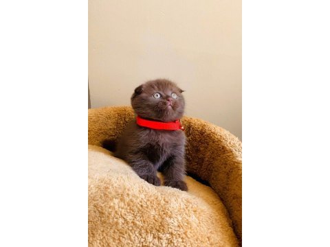 Safkan kan çikolata bebek scottish fold