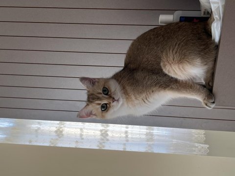 Dişi golden british shorthair