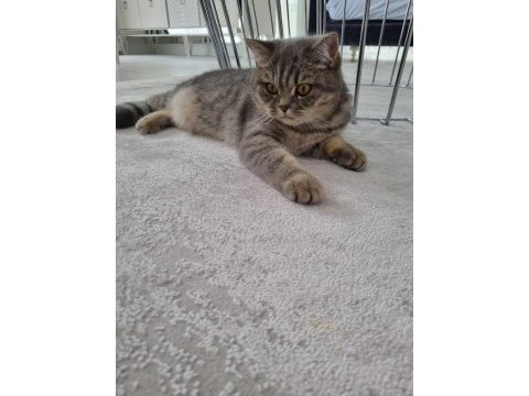 Güzeller güzeli british shorthair mia