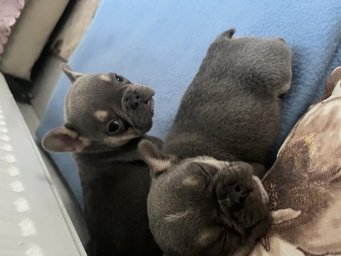 French bulldog yavru köpeklerim