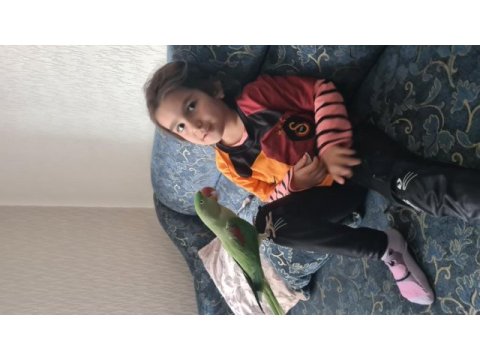 Full evcil el besleme alexander (iskender) papağan
