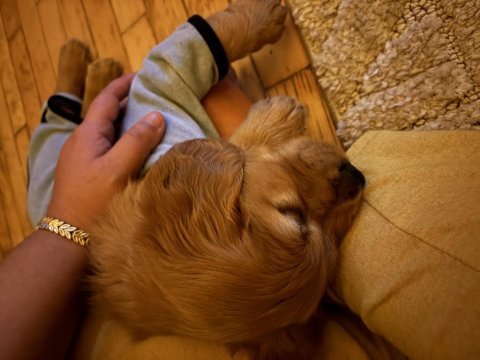 Golden retriever köpeği