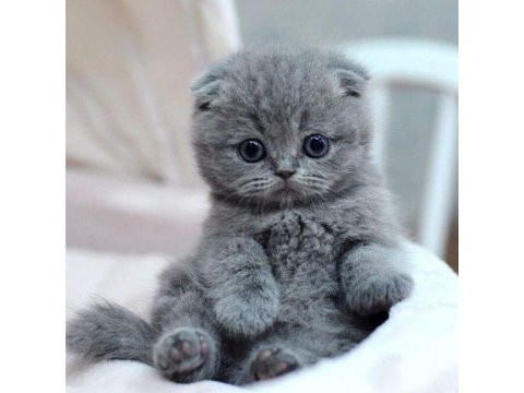 Minnak scottish fold yavrularımız