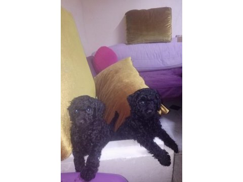 Toy poodle 2 aylık