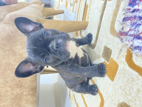 Safkan orjinal french bulldog yavrular