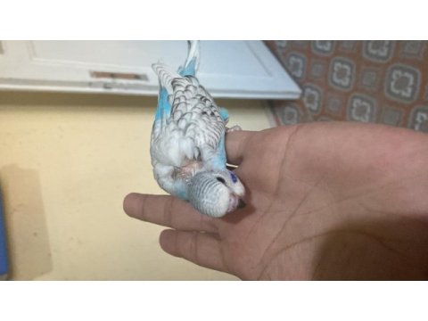 Bebek muhabbetler