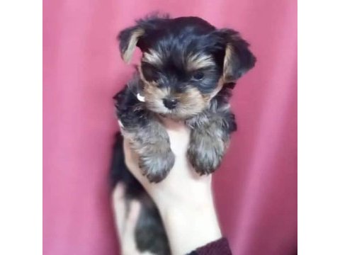 Terrier yorkshire yavrular