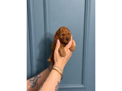 Toy poodle yavruları erkek