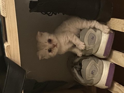 Yeşil gözlü pembe patili erkek scottish fold yavrumuz