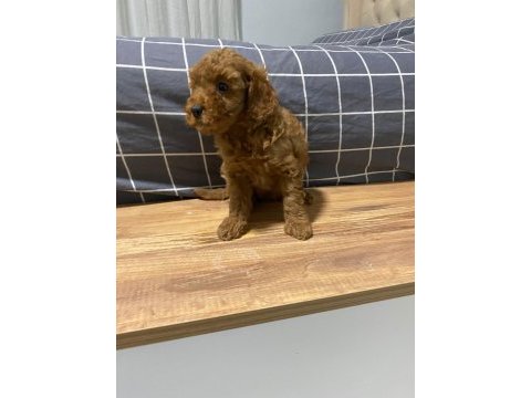 Uygun puan poodle yavrularımız