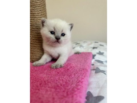 Blue point erkek 2 adet kedimiz