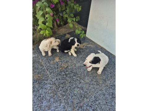 Ücretsiz sahiplendirme köpekler