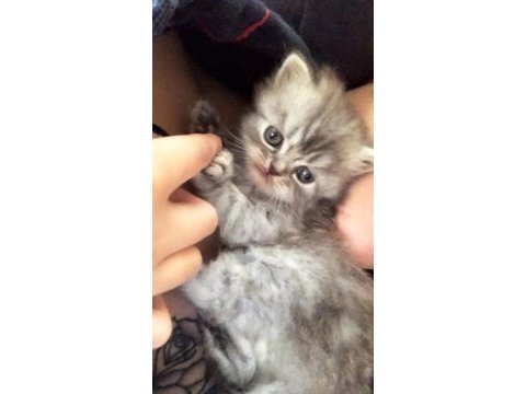 Acil yuva chinchilla