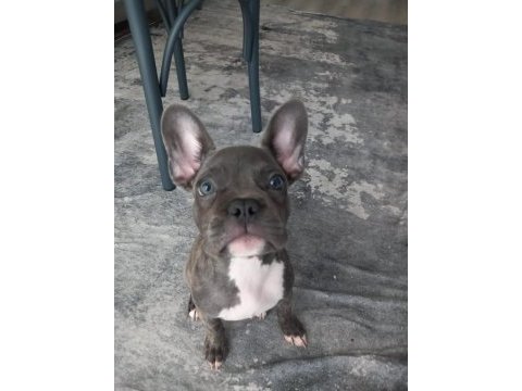 Kızımız hera yı sahiplendiriyoruz french bulldog