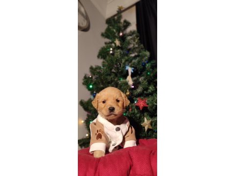 Baby face golden retriever bebekler
