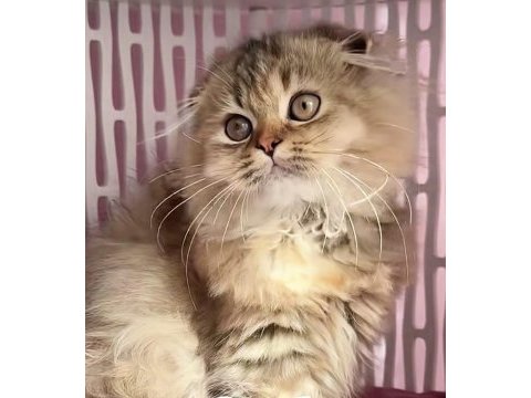 Highland scottish fold
