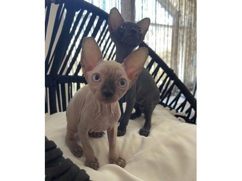 Sphynx sfenks yavru