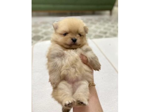 Pomeranian boo yavrular