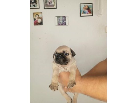 Oyuncu pug bebekler