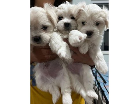 Maltipoo cinsi bebekler